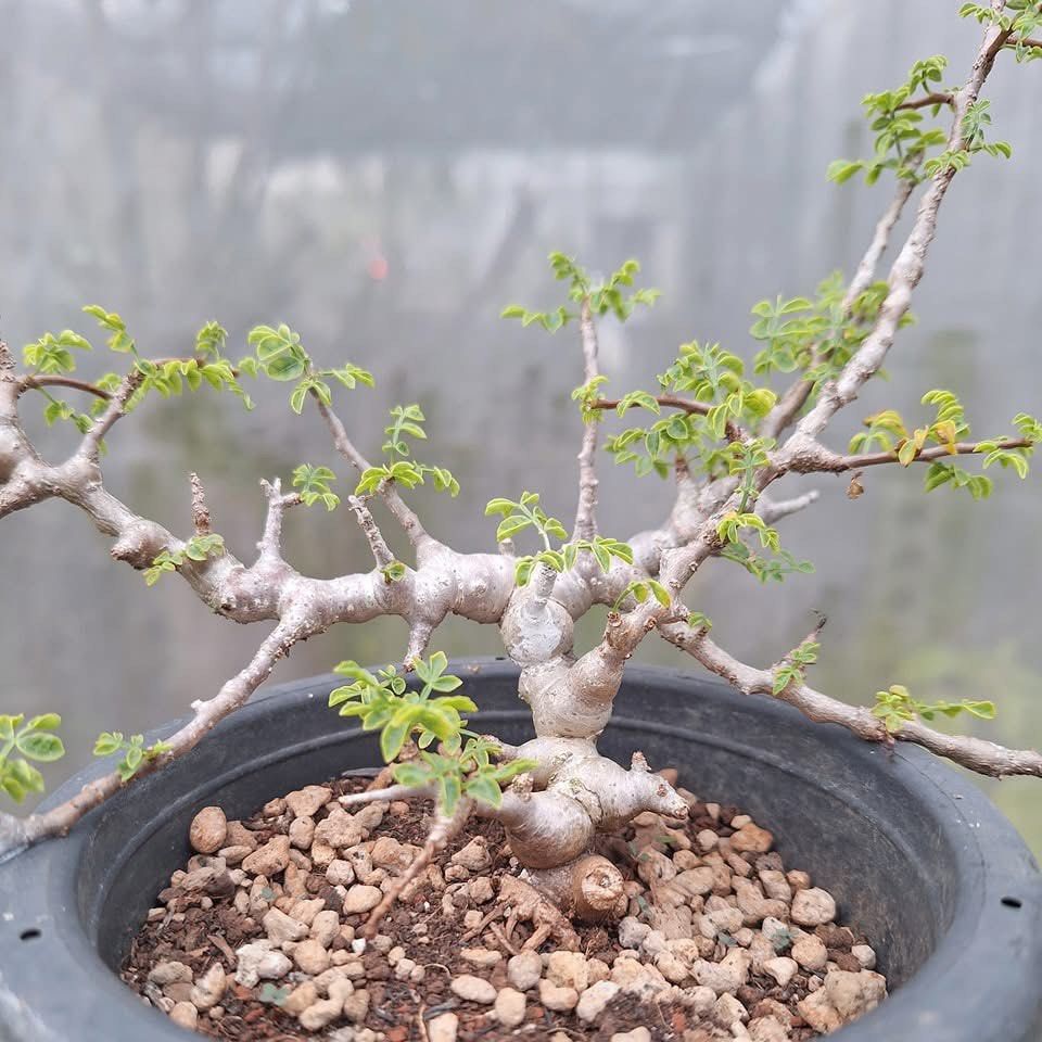 Commiphora EYL (Category: Plants & Seeds) located in Singapore. Submitted by azaagarden.sg (Listing ID 1366538869, Image 3). Description: Have 2 pots .