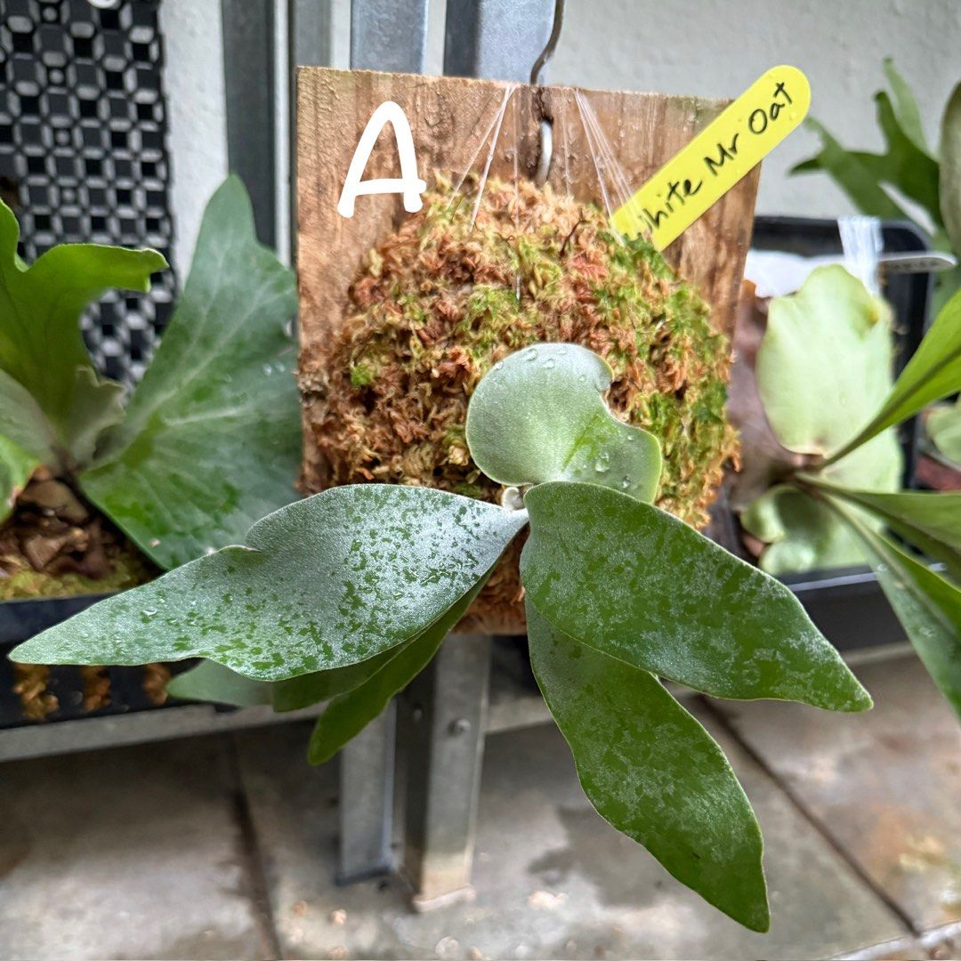 ビカクシダ・Ｗhite mr ort 子株④ ビカクシダ・White mr ort 子株④ ビカクシダ・White mr ort 子株④