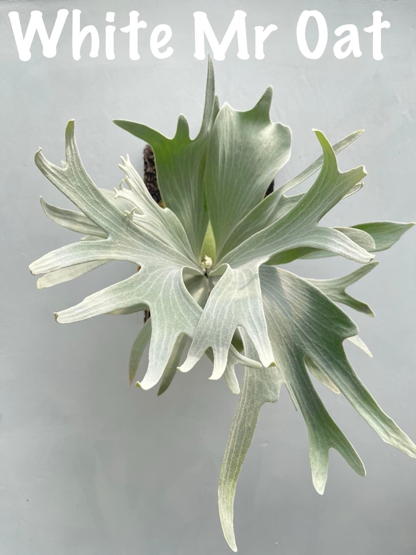 【親株】P. white mr. oat peevia（OC） P.White mr.Oat (peevia) 子株付 ビカクシダ コウモリラン