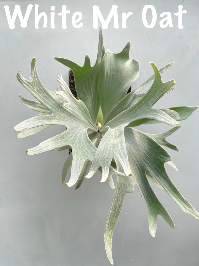 P.White Mr. Oat from Fern’s Artco Rosado P. White Mr.Oat #platycerium #fern #ferns #staghornfern