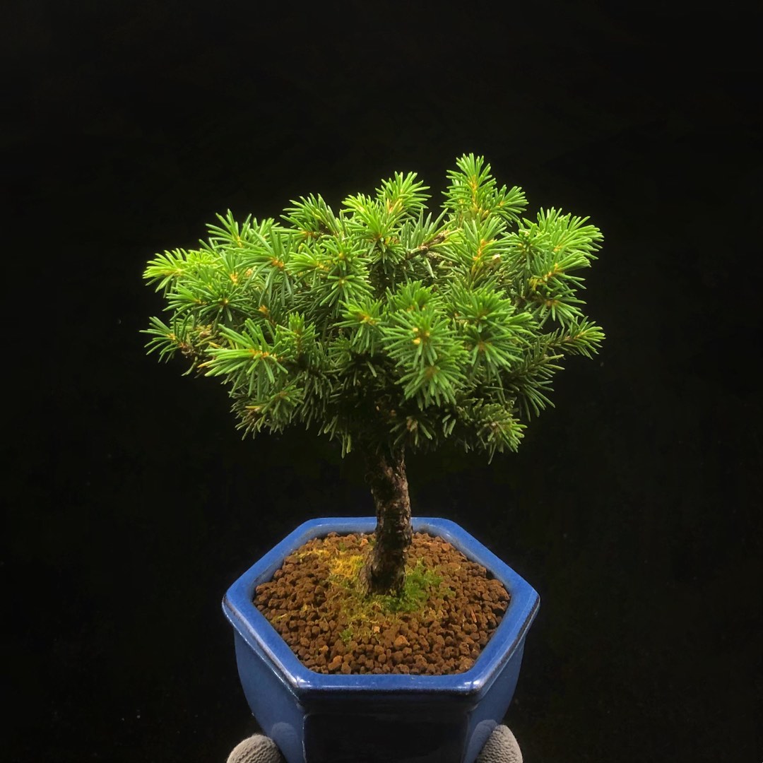 【引取り限定】 盆栽 蝦夷松 引取限定※ 盆栽 蝦夷松 【公式通販】