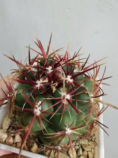 （分類：）位於 。 由 egg1985 提交（商品編號 1361851889，圖片 1）。簡介： 。