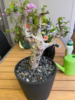 （分類：）位於 。 由 axellei 提交（商品編號 1361884869，圖片 1）。簡介： 。