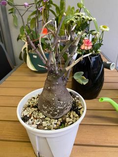 （分類：）位於 。 由 axellei 提交（商品編號 1361885069，圖片 1）。簡介： 。