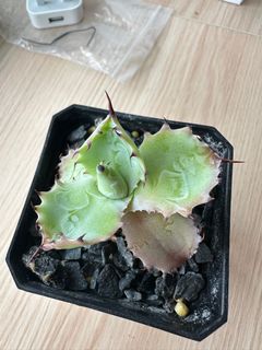 （分類：）位於 。 由 under6round 提交（商品編號 1361810913，圖片 1）。簡介： 。