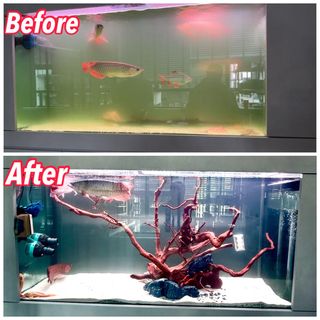 (Category: ) located in . Submitted by piscesman_aquarium_services (Listing ID 1360598922, Image 1). Description: .