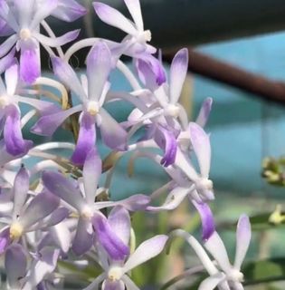 (Category: ) located in . Submitted by orchid_corner (Listing ID 1361796999, Image 1). Description: .
