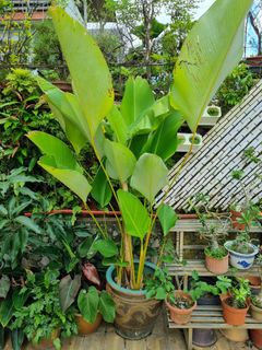 (Category: ) located in . Submitted by plantupsg (Listing ID 1362016353, Image 1). Description: .