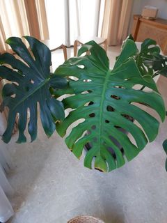 (Category: ) located in . Submitted by mantarae (Listing ID 1362038503, Image 1). Description: .