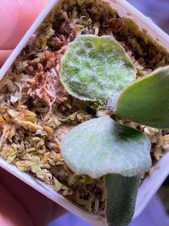 （分類：）位於 。 由 chanwinwing 提交（商品編號 1361951592，圖片 1）。簡介： 。