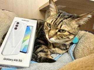 由 cathousee (刊登 ID 1362037953，圖片 1) 提交，位於 的 (類別：)，說明：。