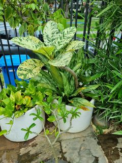 (Category: ) located in . Submitted by plantupsg (Listing ID 1362013942, Image 1). Description: .