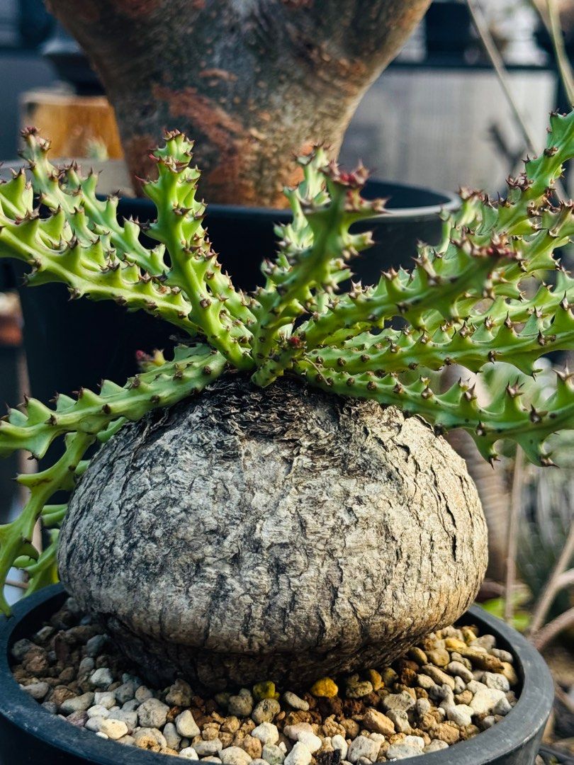 ユーフォルビア　ファンシャウエイ　発根済み ユーフォルビア ファンシャウエイ 発根済み ユーフォルビア ファンシャ