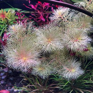(Category: ) located in . Submitted by zenaquatics (Listing ID 1362126562, Image 1). Description: .