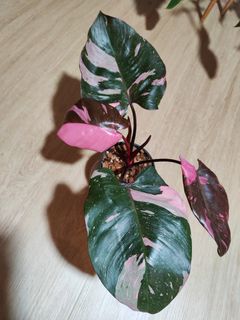 (Category: ) located in . Submitted by platyfolia (Listing ID 1359823918, Image 1). Description: .