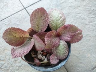 (Category: ) located in . Submitted by plantlover13 (Listing ID 1362165356, Image 1). Description: .