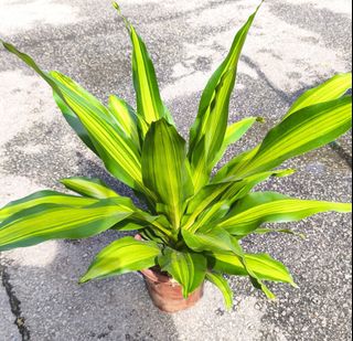 (Category: ) located in . Submitted by wildgardensg (Listing ID 1362377493, Image 1). Description: .