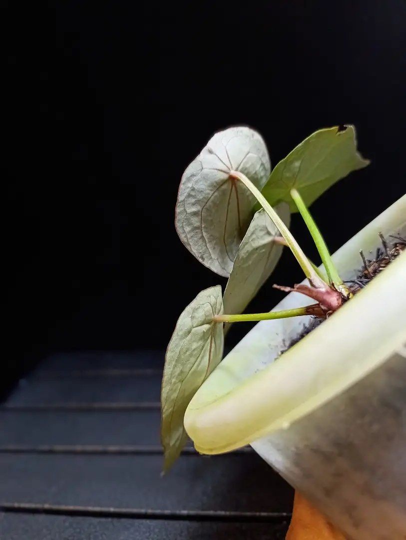 Anthurium Thunderbolt, Furniture & Home Living, Gardening, Plants