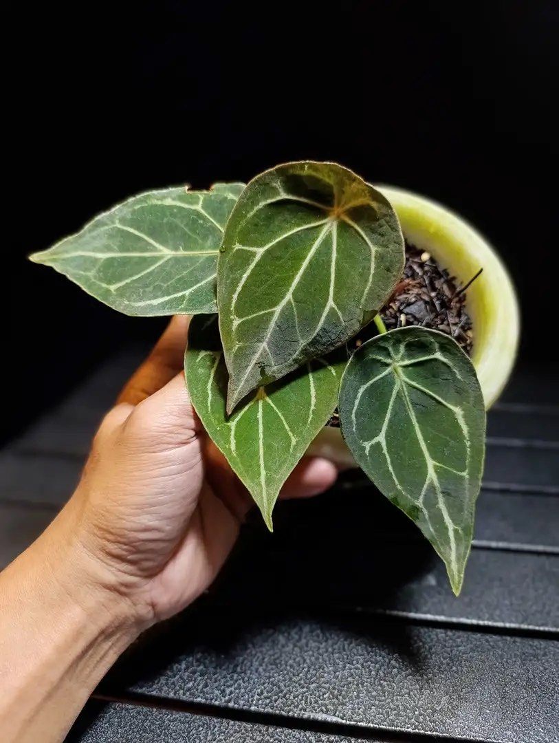 Anthurium Thunderbolt, Furniture & Home Living, Gardening, Plants