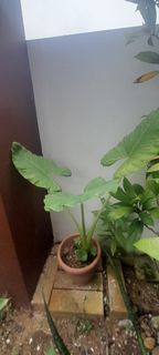 (Category: ) located in . Submitted by sychern (Listing ID 1362557095, Image 1). Description: .