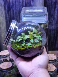 (Category: ) located in . Submitted by terraplenty (Listing ID 1362557811, Image 1). Description: .