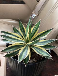 (Category: ) located in . Submitted by 28joy (Listing ID 1357542733, Image 1). Description: .