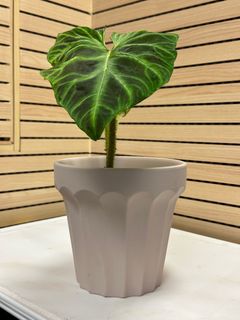 （分類：）位於 。 由 edwardlhy 提交（商品編號 1366607130，圖片 1）。簡介： 。
