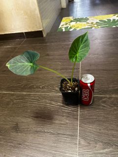 (Category: ) located in . Submitted by myang_88 (Listing ID 1366541279, Image 1). Description: .