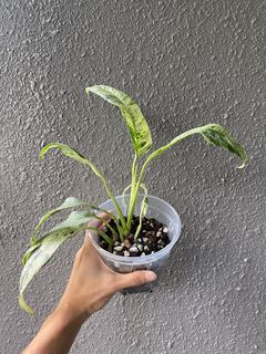 (Category: ) located in . Submitted by pgwplants (Listing ID 1366617358, Image 1). Description: .