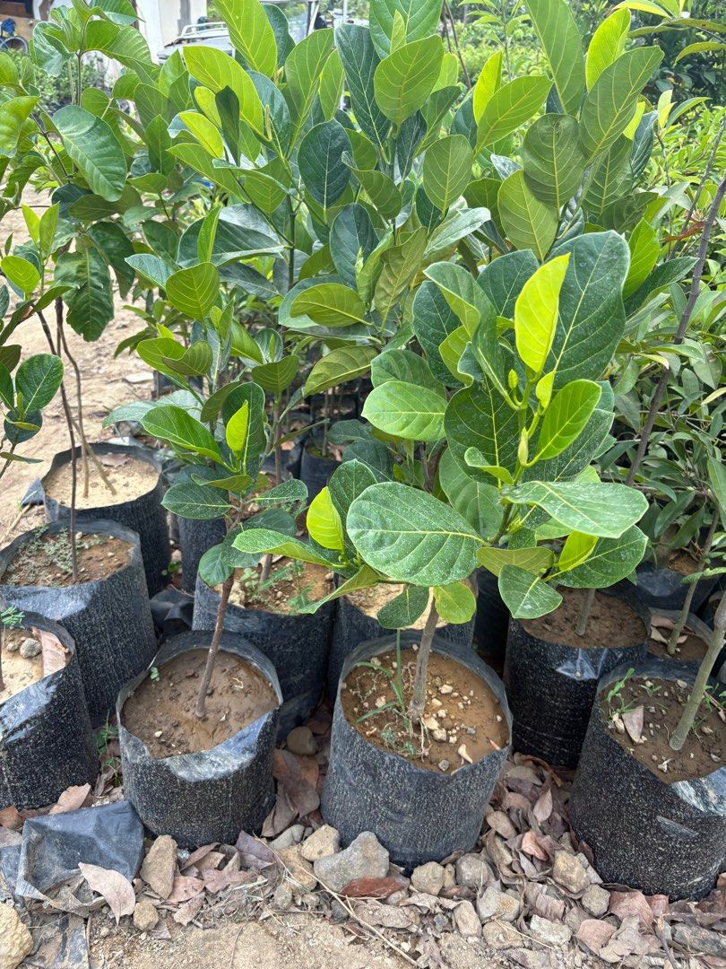 Eviarc - Langka (Grafted) (Category: Plants & Seeds) located in Calamba. Submitted by qualityfruittrees25 (Listing ID 1366655138, Image 2). Description: We have limited different sizes of langka.