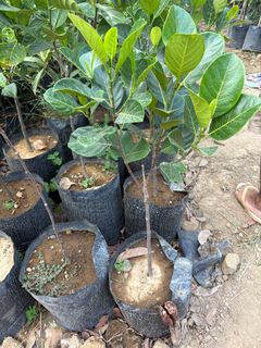 (Category: ) located in . Submitted by qualityfruittrees25 (Listing ID 1366655138, Image 1). Description: .