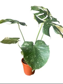 (Category: ) located in . Submitted by Plantinstyle (Listing ID 1366613572, Image 1). Description: .