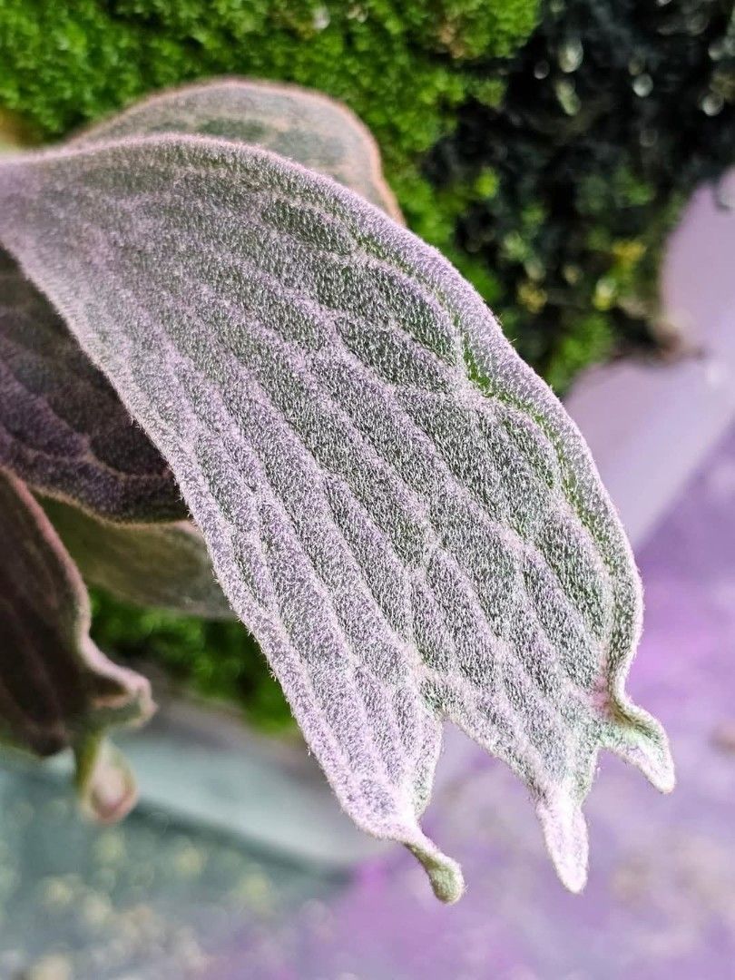 2 Platycerium Fishubone ビカクシダ Platycerium Fishubone