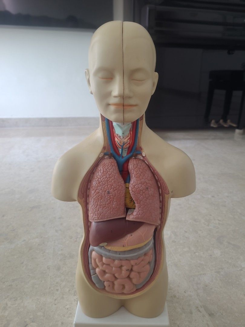 20 Inch Human Anatomy Model, science, Hobbies & Toys, Toys & Games on ...