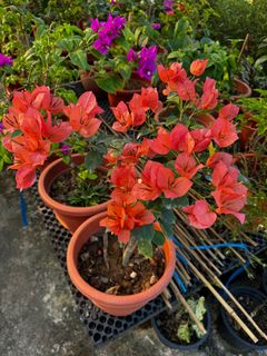 (Category: ) located in . Submitted by gardenfunfarm (Listing ID 1368364938, Image 1). Description: .
