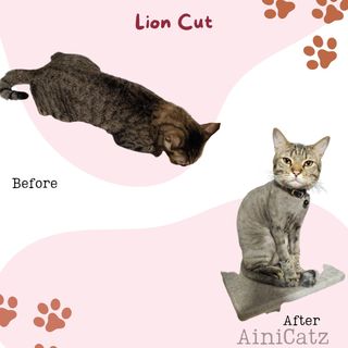 (Category: ) located in . Submitted by ainicatz (Listing ID 1368372995, Image 1). Description: .