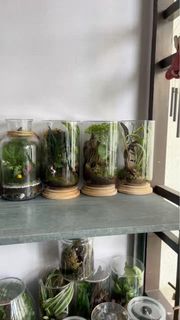 (Category: ) located in . Submitted by steve.terrarium (Listing ID 1368258966, Image 1). Description: .