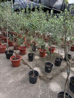 (Category: ) located in . Submitted by gardenfunfarm (Listing ID 1368366993, Image 1). Description: .