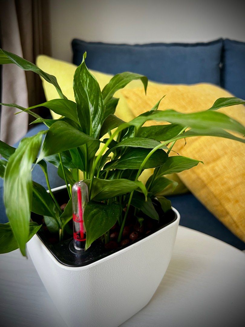 Plant buddies for lease/sale