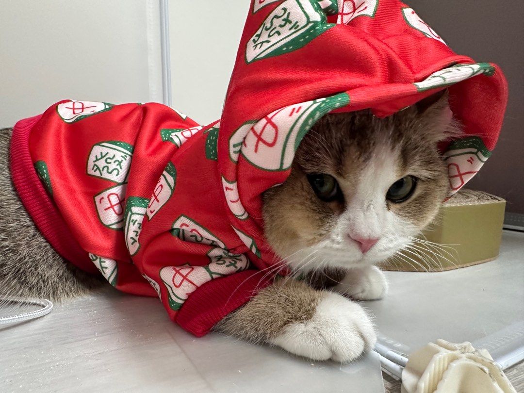 由 rubybaby (刊登 ID 1368489293，圖片 2) 提交，位於 高雄市 (Kaohsiung) 的 貓貓麻將外套 (類別：寵物及其他)，說明：穿過一次，穿了不會走路… 所以賣出🤣。