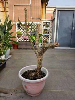 （分類：）位於 。 由 kykho 提交（商品編號 1368503890，圖片 1）。簡介： 。