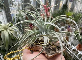 （分類：）位於 。 由 hkplanta 提交（商品編號 1368415286，圖片 1）。簡介： 。