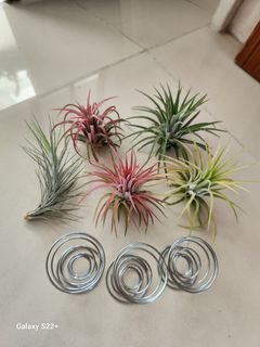(Category: ) located in . Submitted by sghappyplant (Listing ID 1368443776, Image 1). Description: .