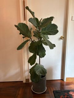 （分類：）位於 。 由 morningsss 提交（商品編號 1368432478，圖片 1）。簡介： 。