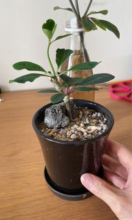（分類：）位於 。 由 squiddygaff 提交（商品編號 1368456371，圖片 1）。簡介： 。