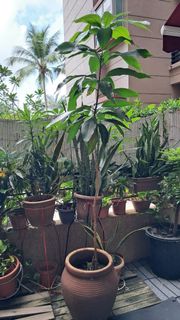 (Category: ) located in . Submitted by prabagopi (Listing ID 1368518590, Image 1). Description: .