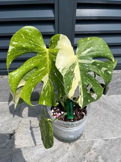 (Category: ) located in . Submitted by plant_guy (Listing ID 1368458352, Image 1). Description: .