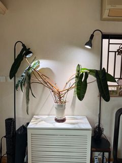 （分類：）位於 。 由 stefanitang 提交（商品編號 1368524544，圖片 1）。簡介： 。