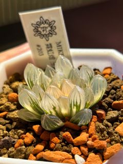 （分類：）位於 。 由 mikewillplantit 提交（商品編號 1368657912，圖片 1）。簡介： 。