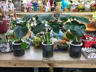 （分類：）位於 。 由 trendywa 提交（商品編號 1368732201，圖片 1）。簡介： 。